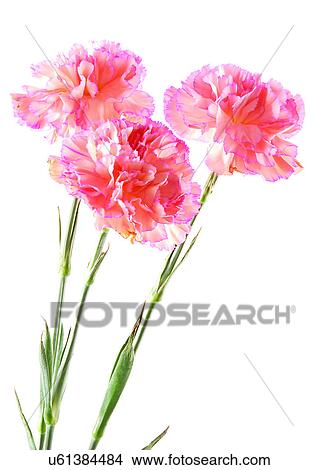 Flowers, Spring, Tulip, Open, Petal, White Background View Large Photo Image Picture - Flowers, Spring, Tulip, Open, Petal, White Background. Fotosearch