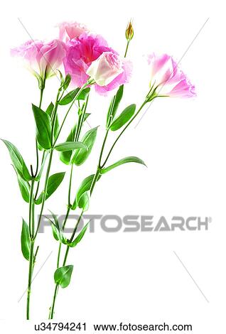 Stock Image - Flowers, Spring, Tulip, Open, Petal, White Background. Fotosearch