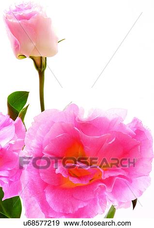 Flowers, Spring, Tulip, Open, Petal, White Background View Large Photo Image Stock Photo - Flowers, Spring, Tulip, Open, Petal, White Background. Fotosearch