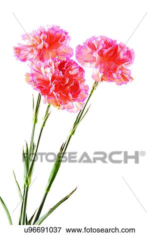 Stock Photo - Flowers, Spring, Tulip, Open, Petal, White Background. Fotosearch