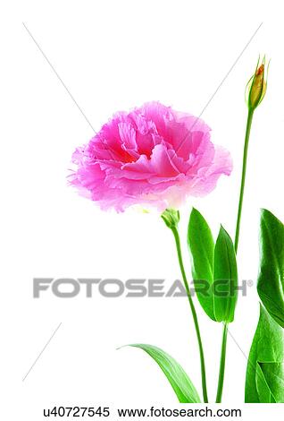 Flowers, Spring, Tulip, Open, Petal, White Background View Large Photo Image Stock Photography - Flowers, Spring, Tulip, Open, Petal, White Background. Fotosearch
