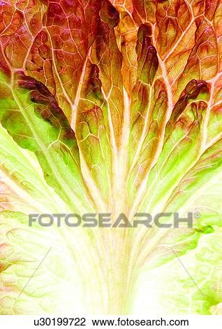 Stock Image - genus, sativa, eatable. Fotosearch