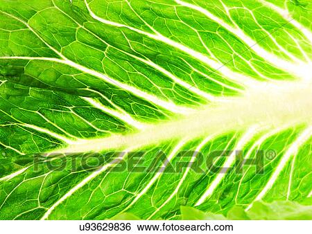 genus, sativa, eatable View Large Photo Image Stock Photograph - genus, sativa, eatable. Fotosearch
