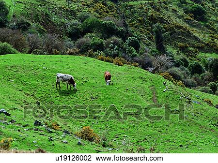 Group Of Animals, Day, Cattle, Animal Themes, Animals View Large Photo Image Stock Image - Group Of Animals, Day, Cattle, Animal Themes, Animals. Fotosearch