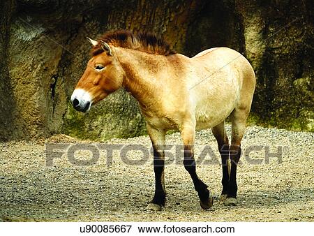 hoofed mammal, attitude, confined View Large Photo Image Stock Photo - hoofed mammal, attitude, confined. Fotosearch