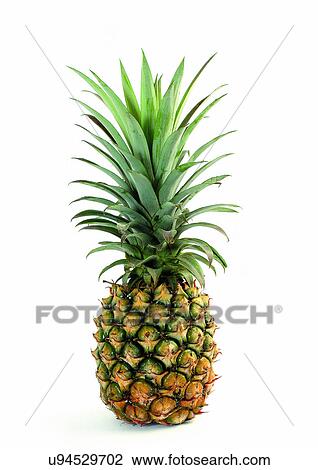 Stock Image - Indoor, One Object. Fotosearch