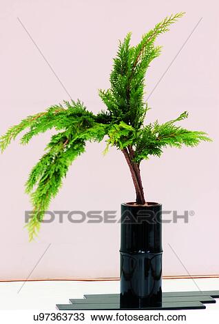 Stock Image - Leaves, Pot, Indoor, Potted Plant, One Object. Fotosearch