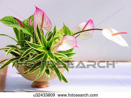 Stock Photo - Leaves, Pot, Indoor, Potted Plant, One Object. Fotosearch