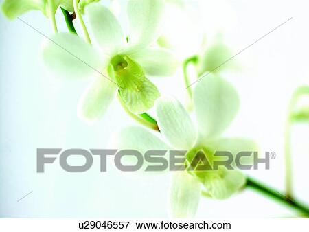 Lily, One Object, White, White Background View Large Photo Image Stock Photo - Lily, One Object, White, White Background. Fotosearch