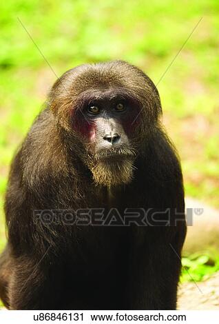 Stock Image - looking at camera, attitude. Fotosearch