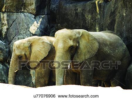 Stock Photograph - mammal, attitude. Fotosearch