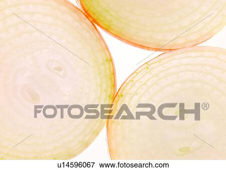 onions, close-up, ready View Large Photo Image Stock Photo - onions, close-up, ready. Fotosearch