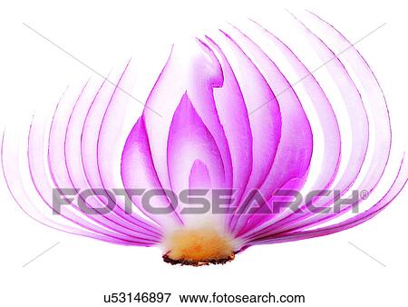 onions, close-up, ready View Large Photo Image Stock Photo - onions, close-up, ready. Fotosearch
