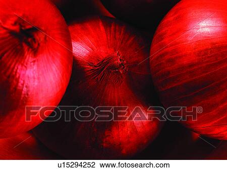onions, vegetable, fresh View Large Photo Image Stock Image - onions, vegetable, fresh. Fotosearch