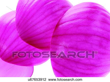 onions, vegetable, fresh View Large Photo Image Stock Image - onions, vegetable, fresh. Fotosearch