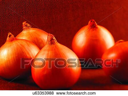 onions, vegetable, fresh View Large Photo Image Stock Photo - onions, vegetable, fresh. Fotosearch