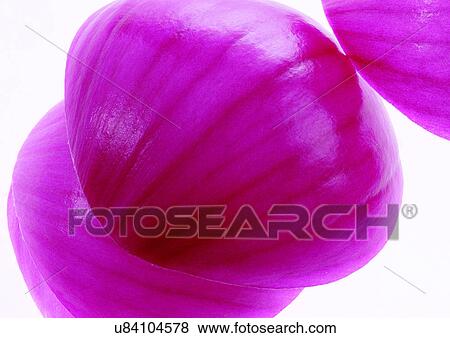 onions, vegetable, fresh View Large Photo Image Stock Photo - onions, vegetable, fresh. Fotosearch