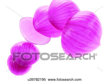 Stock Photography - onions, vegetable, fresh. Fotosearch