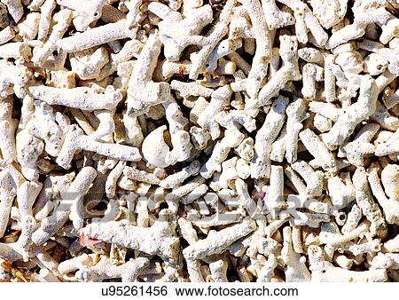 Outdoor, Beach, Animals In The Wild, Close-Up View Large Photo Image Stock Photograph - Outdoor, Beach, Animals In The Wild, Close-Up. Fotosearch