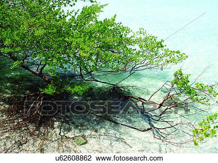 Stock Image - Outdoor, Beach, Day. Fotosearch