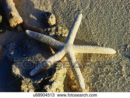 Outdoor, Beach, Day View Large Photo Image Stock Image - Outdoor, Beach, Day. Fotosearch
