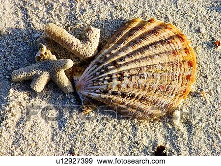 Stock Photo - Outdoor, Beach, Day. Fotosearch
