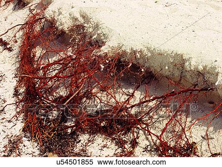 Outdoor, Beach, Day View Large Photo Image Stock Photography - Outdoor, Beach, Day. Fotosearch