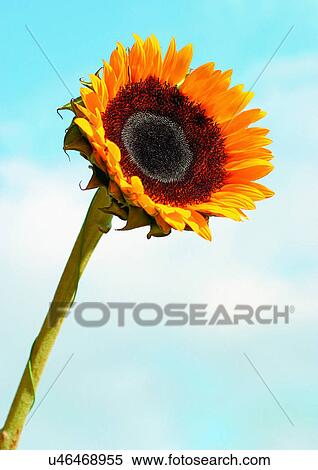 Outdoor, Flower View Large Photo Image Stock Photography - Outdoor, Flower. Fotosearch