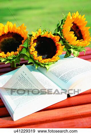 Outdoor, Plants View Large Photo Image Stock Photo - Outdoor, Plants. Fotosearch