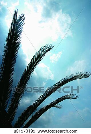 Outdoor, Plants View Large Photo Image Stock Photography - Outdoor, Plants. Fotosearch