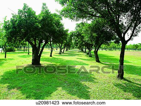 Outdoor, Trees View Large Photo Image Stock Image - Outdoor, Trees. Fotosearch