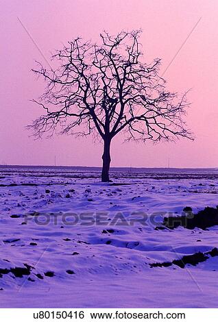 Outdoor, Twilight View Large Photo Image Stock Photograph - Outdoor, Twilight. Fotosearch