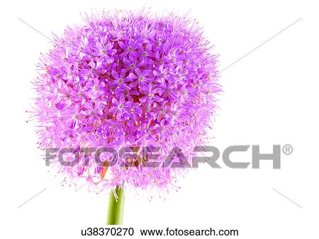 Stock Image - Pastel Color, White Background, Flower, Single Flower, One Object. Fotosearch