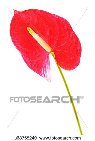 Stock Image - Petal, White Background, Flower Head, One Object, Single Flower, Plant, Anthurium. Fotosearch