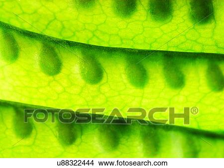 Picture - pods, vegetable, peas. Fotosearch