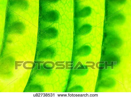 Stock Image - pods, vegetable, peas. Fotosearch