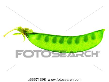 pods, vegetable, peas View Large Photo Image Stock Photo - pods, vegetable, peas. Fotosearch