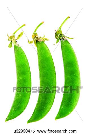 pods, vegetable, peas View Large Photo Image Stock Photography - pods, vegetable, peas. Fotosearch