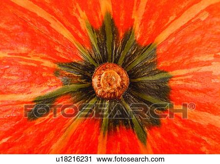 pumpkin, skin, close-up View Large Photo Image Stock Image - pumpkin, skin, close-up. Fotosearch