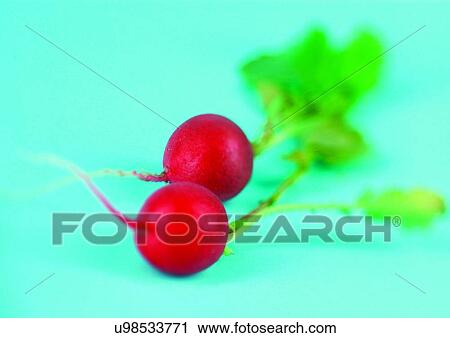 radish, vegetable, fresh View Large Photo Image Stock Image - radish, vegetable, fresh. Fotosearch