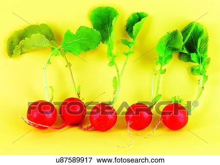 Stock Photo - radish, vegetable, fresh. Fotosearch