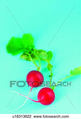 radishes, vegetable, fresh View Large Photo Image Stock Image - radishes, vegetable, fresh. Fotosearch