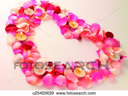 Rose, Petals, Repetition View Large Photo Image Stock Photo - Rose, Petals, Repetition. Fotosearch
