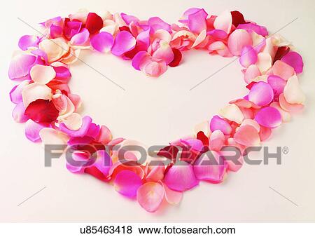 Rose, Petals, Repetition View Large Photo Image Stock Photo - Rose, Petals, Repetition. Fotosearch