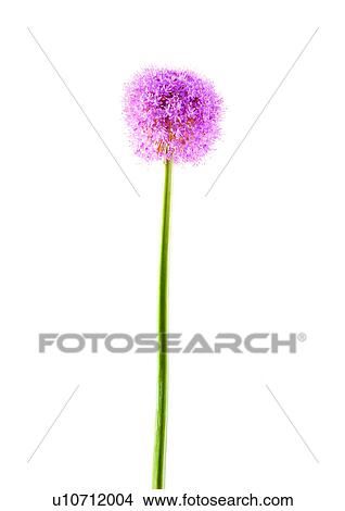 Picture - Stem, Pastel Color, White Background, Flower, Single Flower, One Object. Fotosearch