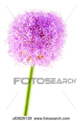 Stock Photo - Stem, Pastel Color, White Background, Flower, Single Flower, One Object. Fotosearch