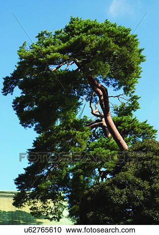 Trees, Branches View Large Photo Image Stock Image - Trees, Branches. Fotosearch