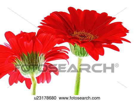 Two Objects, Flowers, Green, Daisy Flower, Gerbera Daisy, Vibrant Color View Large Photo Image Stock Image - Two Objects, Flowers, Green, Daisy Flower, Gerbera Daisy, Vibrant Color. Fotosearch
