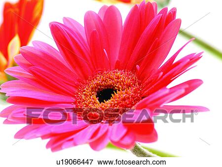 Two Objects, Flowers, Green, Daisy Flower, Gerbera Daisy, Vibrant Color View Large Photo Image Stock Photo - Two Objects, Flowers, Green, Daisy Flower, Gerbera Daisy, Vibrant Color. Fotosearch