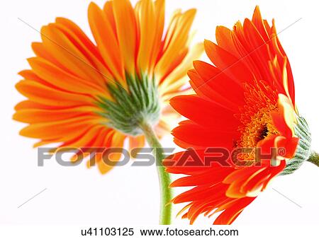 Stock Photography - Two Objects, Flowers, Green, Daisy Flower, Gerbera Daisy, Vibrant Color. Fotosearch